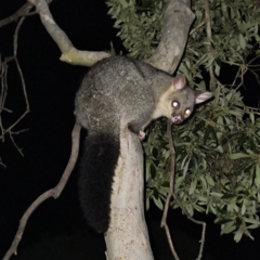 Trichosurus vulpecula at Kambah, ACT - 18 May 2023