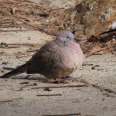 Streptopelia chinensis (Spotted Dove) at Gordon, ACT - 18 May 2023 by RodDeb