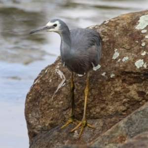 Egretta novaehollandiae at Gordon, ACT - 18 May 2023