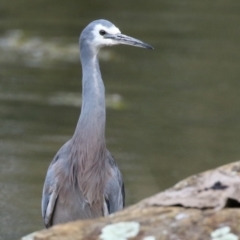 Egretta novaehollandiae at Gordon, ACT - 18 May 2023