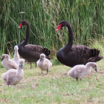 Cygnus atratus (Black Swan) at Gordon, ACT - 18 May 2023 by RodDeb