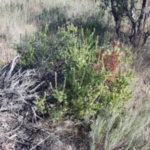 Styphelia triflora at Watson, ACT - 15 May 2023 11:37 AM