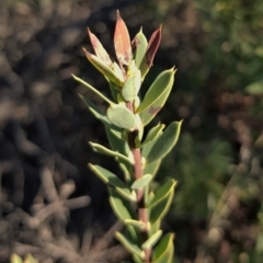 Styphelia triflora at Watson, ACT - 15 May 2023 11:37 AM