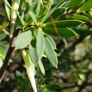 Styphelia triflora at Watson, ACT - 15 May 2023 11:37 AM