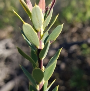 Styphelia triflora at Watson, ACT - 15 May 2023 11:37 AM