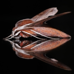 Hippotion rosetta at Wellington Point, QLD - suppressed