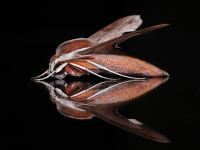 Hippotion rosetta (A Hawk moth) at Wellington Point, QLD - 18 May 2023 by TimL