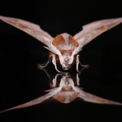 Hippotion rosetta at Wellington Point, QLD - suppressed