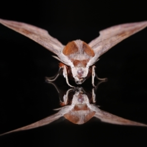 Hippotion rosetta at Wellington Point, QLD - suppressed