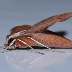 Hippotion rosetta at Wellington Point, QLD - suppressed