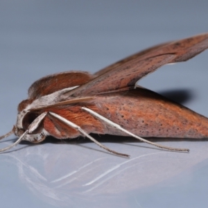 Hippotion rosetta at Wellington Point, QLD - suppressed