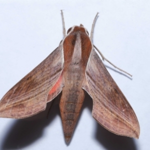 Hippotion rosetta at Wellington Point, QLD - 18 May 2023