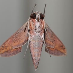 Hippotion rosetta at Wellington Point, QLD - suppressed