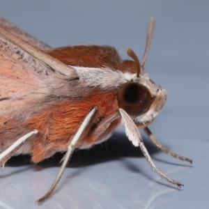 Hippotion rosetta at Wellington Point, QLD - 18 May 2023