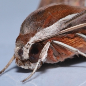 Hippotion rosetta at Wellington Point, QLD - 18 May 2023