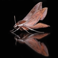 Hippotion rosetta at Wellington Point, QLD - 18 May 2023