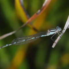 Austrolestes leda (Wandering Ringtail) at Wellington Point, QLD - 18 May 2023 by TimL