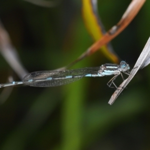 Austrolestes leda at Wellington Point, QLD - suppressed