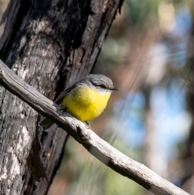 Eopsaltria australis (Eastern Yellow Robin) at Wingecarribee Local Government Area - 18 May 2023 by Aussiegall
