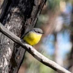 Eopsaltria australis (Eastern Yellow Robin) at Woodlands, NSW - 18 May 2023 by Aussiegall