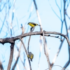 Eopsaltria australis at Woodlands, NSW - 18 May 2023 11:19 AM
