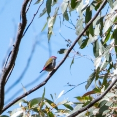 Neochmia temporalis (Red-browed Finch) at Wingecarribee Local Government Area - 18 May 2023 by Aussiegall