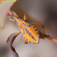 Amorbus sp. (genus) (Eucalyptus Tip bug) at Dryandra St Woodland - 11 Mar 2023 by ConBoekel