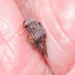 Cadmus (Lachnabothra) subgenus (A case-bearing leaf beetle) at Dryandra St Woodland - 11 Mar 2023 by ConBoekel