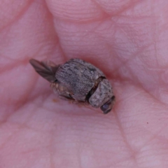 Cadmus (Lachnabothra) subgenus at O'Connor, ACT - 11 Mar 2023