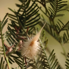 Unidentified Moth (Lepidoptera) at O'Connor, ACT - 10 Mar 2023 by ConBoekel