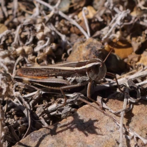 Macrotona australis at O'Connor, ACT - 11 Mar 2023 11:21 AM