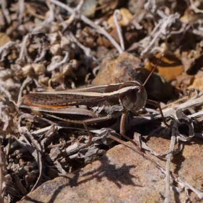 Macrotona australis (Common Macrotona Grasshopper) at O'Connor, ACT - 11 Mar 2023 by ConBoekel