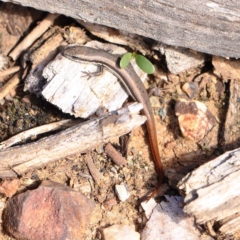 Morethia boulengeri (Boulenger's Skink) at O'Connor, ACT - 11 Mar 2023 by ConBoekel