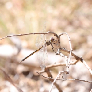 Hemicordulia tau at O'Connor, ACT - 11 Mar 2023