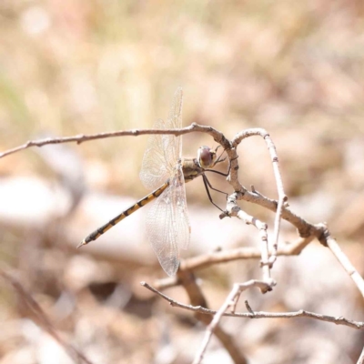 Hemicordulia tau (Tau Emerald) at O'Connor, ACT - 11 Mar 2023 by ConBoekel