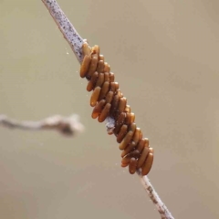 Unidentified Insect at Dryandra St Woodland - 10 Mar 2023 by ConBoekel