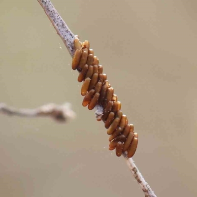 Unidentified Insect at Dryandra St Woodland - 10 Mar 2023 by ConBoekel