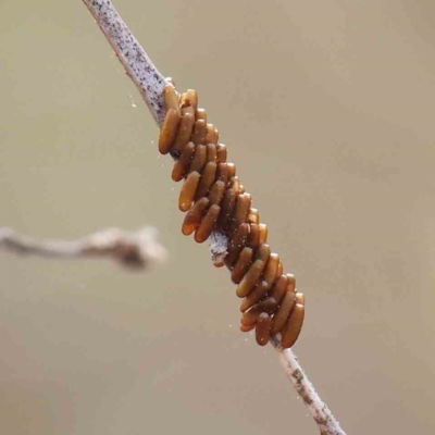 Unidentified Insect at O'Connor, ACT - 10 Mar 2023 by ConBoekel