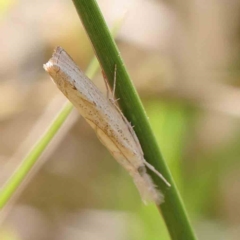 Culladia cuneiferellus at O'Connor, ACT - 11 Mar 2023 11:34 AM