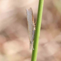 Culladia cuneiferellus at O'Connor, ACT - 11 Mar 2023