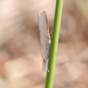 Culladia cuneiferellus at O'Connor, ACT - 11 Mar 2023 11:34 AM