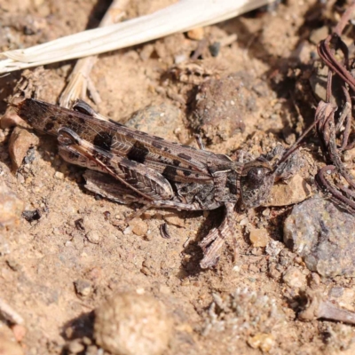 Chortoicetes terminifera (Australian Plague Locust) at Dryandra St Woodland - 11 Mar 2023 by ConBoekel
