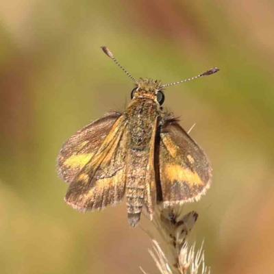 Taractrocera papyria (White-banded Grass-dart) at O'Connor, ACT - 11 Mar 2023 by ConBoekel