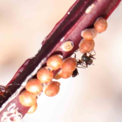 Eriococcus coriaceus (Gumtree Scale) at O'Connor, ACT - 11 Mar 2023 by ConBoekel