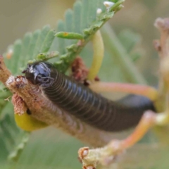 Diplopoda (class) (Unidentified millipede) at O'Connor, ACT - 11 Mar 2023 by ConBoekel