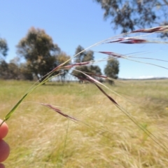 Nassella neesiana (Chilean Needlegrass) at Jarramlee-West MacGregor Grasslands - 25 Nov 2022 by michaelb