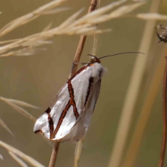 Thalaina clara (Clara's Satin Moth) at Dryandra St Woodland - 11 Mar 2023 by ConBoekel
