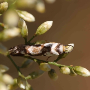 Palimmeces habrophanes at O'Connor, ACT - 11 Mar 2023 11:24 AM