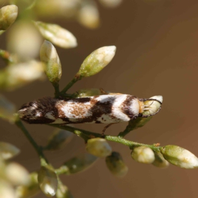 Palimmeces habrophanes (A Concealer moth) at Dryandra St Woodland - 11 Mar 2023 by ConBoekel