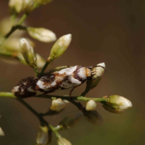 Palimmeces habrophanes at O'Connor, ACT - 11 Mar 2023 11:24 AM